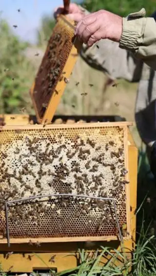 Inside Denmark’s Most Award-Winning Meadery: Bees at Work 🐝 | Snoremark Mjød, Roskilde